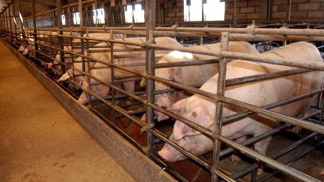 Granja de cerdos FOTO: EUROPA PRESS