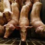 Autorizan ampliar dos macrogranjas en Mazarambroz para cebar a casi 10.000 cerdos