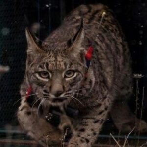 Muere un lince ibérico tras ser atropellado en San Martín de Montalbán