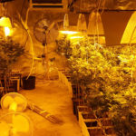 Detienen a un padre y a su hija por tener 800 plantas de marihuana en Méntrida