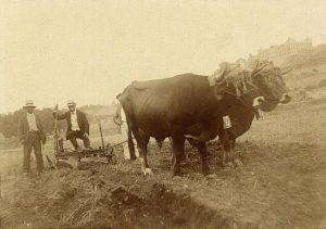 Revoluciones en el arado a buey y otras innovaciones que fueron expuestas en Toledo en 1909