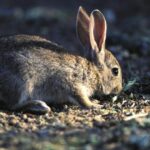 Jaque mate al conejo en Castilla-La Mancha: ¿control necesario o amenaza al equilibrio ecológico?