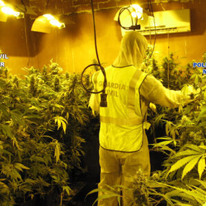 Tres detenidos en Seseña tras desmantelar un cultivo de más de 1.200 plantas de marihuana
