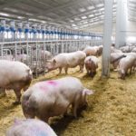 Convocan una concentración contra dos macrogranjas porcinas en Retamoso y Torrecilla de la Jara