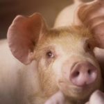 Autorizan ampliar dos macrogranjas de Recas y Madridejos para cebar a más de 14.000 cerdos