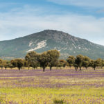 El Grupo Montes de Toledo recibe 125.000 euros de la UE para impulsar la empleabilidad de las mujeres rurales