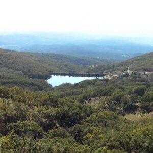 Castilla-La Mancha anuncia ayudas para "inversiones forestales productivas" en plena ola de incendios