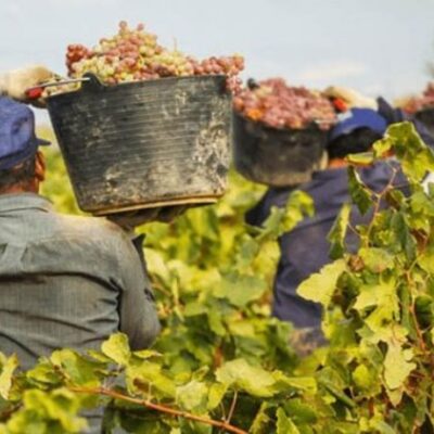 Más de 100.000 personas migrantes ocupan puestos de trabajo en el sector agrario y del hogar en la provincia de Toledo