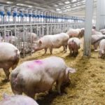 Autorizan ampliar dos macrogranjas en Gálvez y Polán para cebar a más de 10.000 cerdos