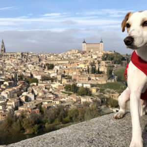 Pipper, el perro turista, termina su vuelta a España en Toledo, donde solo "el 5%" de hoteles admiten mascotas