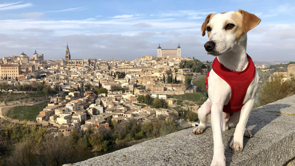 Nueva campaña en Toledo para concienciar a los dueños de mascotas a recoger sus heces y limpiar orines