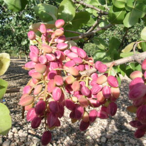 La finca más grande de Europa dedicada al cultivo de pistacho está en Toledo