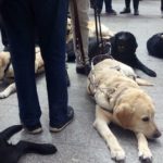 Si tienes un perro de asistencia, ahora puedes deducirte el 30% de sus gastos veterinarios en Castilla-La Mancha