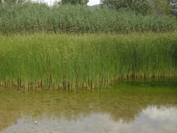 Los nitratos de origen agrario, un problema en la contaminación de las aguas que también llega a Toledo