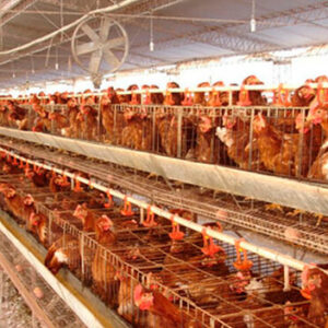 Una explotación de 50.000 gallinas reproductoras en Alcolea del Tajo, nuevo foco de gripe aviar