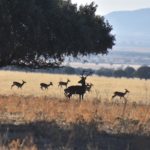 La sequía y la sobrepoblación de ciervos enmarcan el fenómeno anual de la berrea