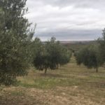 Toledo acoge la jornada 'Olive hoy' como preludio del Congreso Mundial del Aceite de Oliva