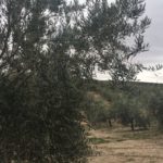 La producción de aceite de oliva en Toledo será un 60% inferior a la anterior campaña
