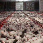 Equalia muestra el «innecesario sufrimiento» de los pollos en Castilla-La Mancha