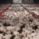 Echa el cierre la planta avícola de SADA en Lominchar tras más de medio siglo de historia