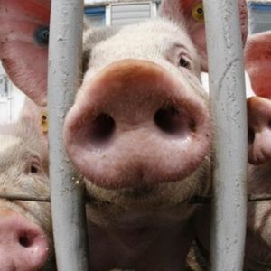 ¿Qué zonas de Toledo son vulnerables a la contaminación por nitratos de origen agrario?