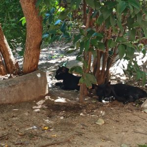 El Ayuntamiento acusa a una protectora de no cuidar a los gatos a su cargo en Toledo y esta denuncia "deudas" municipales