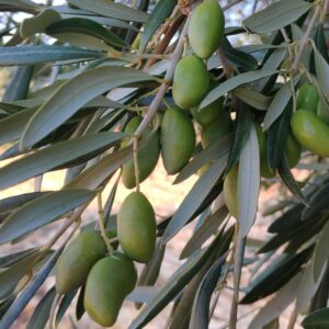 Preocupación en Mora ante "el aumento de robos" de "miles de kilos de aceitunas"