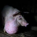 Una investigación denuncia la «explotación sistemática» de los cerdos en las granjas en España