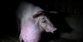 Una investigación denuncia la “explotación sistemática” de los cerdos en las granjas en España