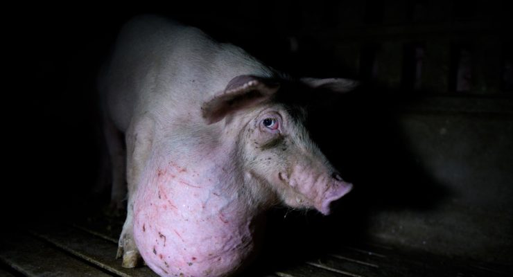 Una investigación denuncia la “explotación sistemática” de los cerdos en las granjas en España