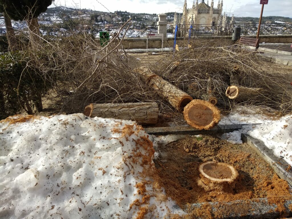 El Ayuntamiento de Toledo plantará mil árboles para 