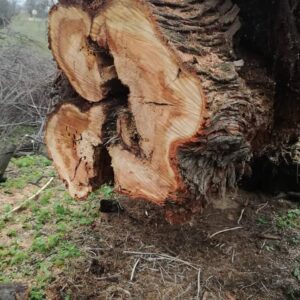 Denuncian la “poda indiscriminada” de árboles en el parque Safont de Toledo por los daños del temporal
