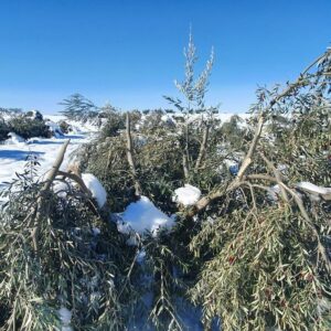‘Filomena’ daño más de 5.000 hectáreas de cultivos en la provincia de Toledo, la mayoría de ellas de olivar