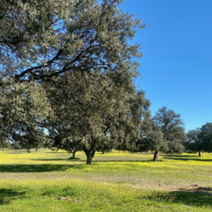 Este vez sí, la PAC de convergencia