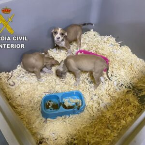Cinco detenidos por maltrato animal en el desmantelamiento de una red que vendía cachorros de perro enfermos