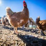 Castilla-La Mancha apuesta por gallinas camperas o en suelo y destinará 16 millones a sustituir el sistema en jaula