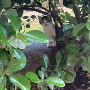 Talavera traslada a la Fiscalía el caso de la muerte de un gato por un disparo en instalaciones municipales