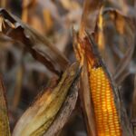 El sector agrícola del Jarama alerta: los recortes del 20% del agua podrían «mermar la producción de maíz en un 20%»