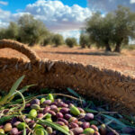 aceite olivar olivo aceituna campo