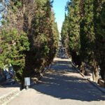 Más de medio centenar de árboles del cementerio de Toledo se talarán 