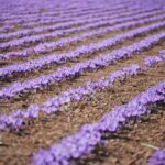 Advierten del "evidente riesgo de extinción" del cultivo del azafrán de La Mancha