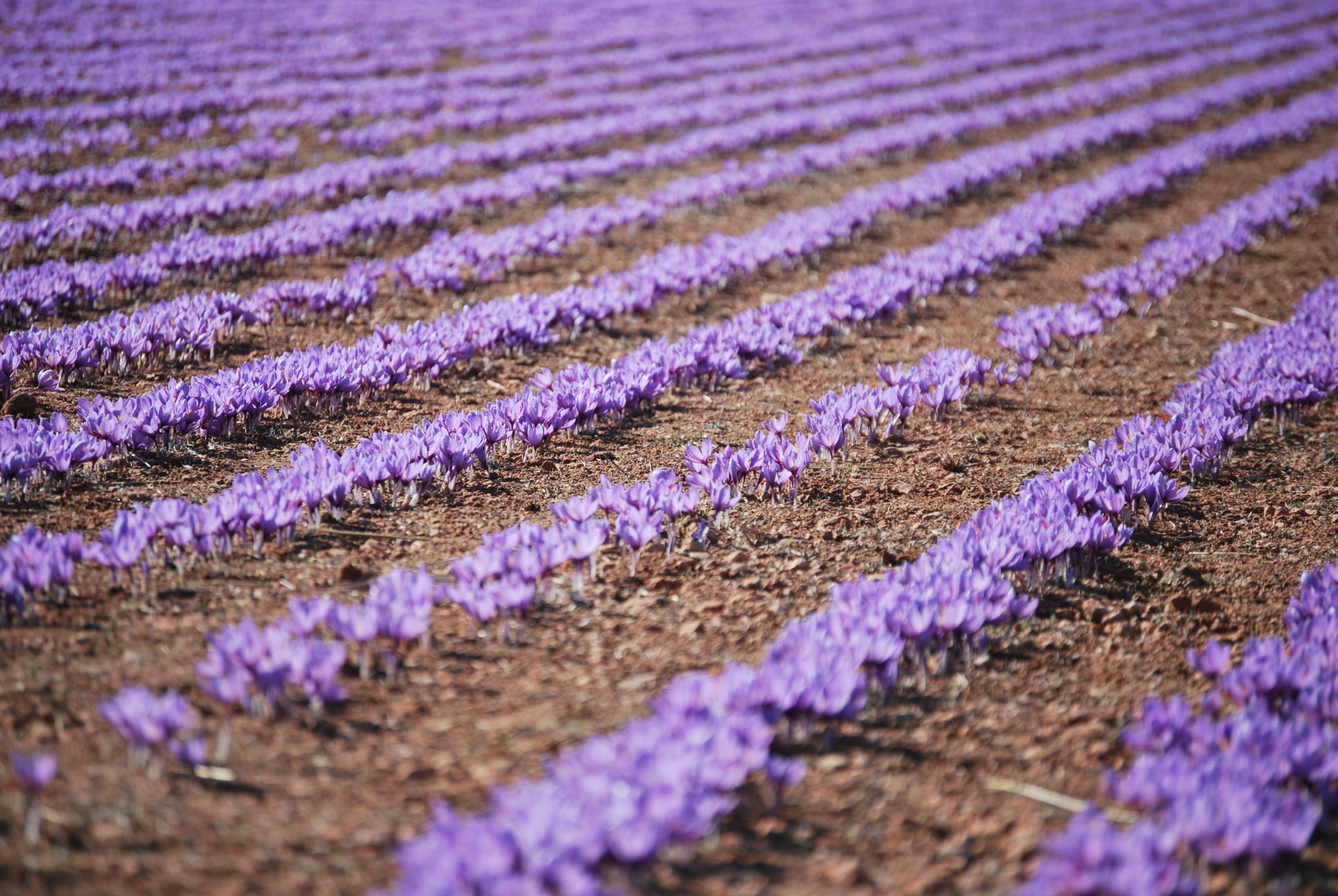 Azafrán, viña o lavanda, paisajes culturales agrarios a proteger en  Castilla-La Mancha como base del desarrollo territorial - Noticias Toledo y  Provincia | Toledodiario