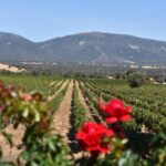 La Ley de la Viña y el Vino, aprobada en las Cortes de Castilla-La Mancha sólo con los votos a favor del PSOE