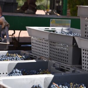 Inquietud en los sectores del vino y el aceite por los aranceles de Trump: "Va a dificultar la llegada de nuestros productos"