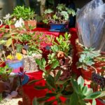Preservadas, medallones de cerámica o kokedamas: el Mercado de las Flores regresa a San Lucas
