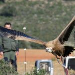 Herrerillos, petirrojos o carboneros: Madridejos celebra una nueva edición del curso de iniciación a la ornitología