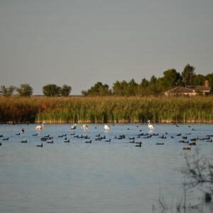 Cooperación para preservar la Reserva de la Biosfera de la Mancha Húmeda