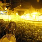 Desmantelados tres cultivos de marihuana en la provincia de Toledo con más de 600 plantas