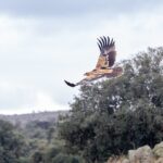 Águila imperial, buitre negro o esteparias: así afectará a la avifauna de la zona el centro de datos de Meta en Talavera