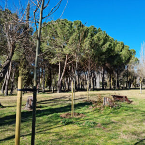 Cierran los parques de Toledo por las fuertes rachas de viento